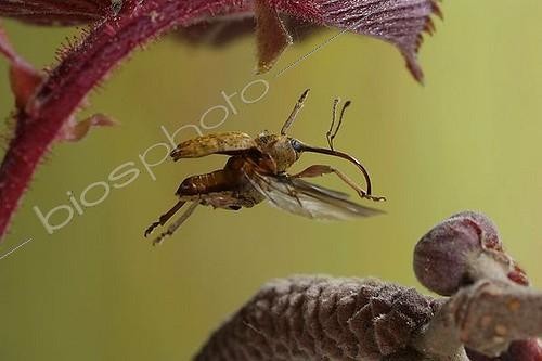 Biosphoto | 1157296 | Flying weevil (Curculio nucum) | &copy; André Skonieczny / imageBROKER / Biosphoto