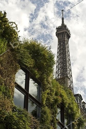 Biosphoto | 968555 | Foliage | &copy; Carol Sharp / Flowerphotos / Biosphoto