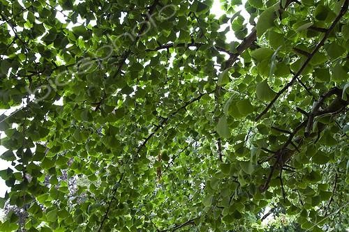 Biosphoto | 1366247 | Foliage of a maidenhair tree in a park Strasbourg France  | &copy; Michel Gunther / Biosphoto