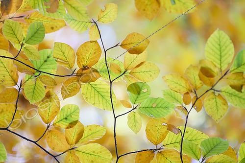 Biosphoto | 2556124 | Foliage of Common Beech (Fagus sylvatica) in autumn, Forêt de Tronçais, Allier, France | &copy; Monique Morin / Biosphoto
