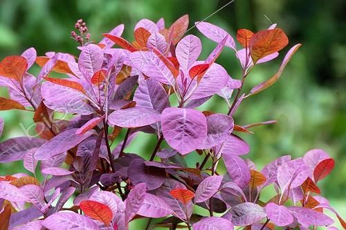 Biosphoto | 85529 | Foliage of Cotinus coggygria  Royal purple  in Bourgogne | &copy; Pierre Vernay / Biosphoto