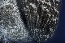 Biosphoto | 2583289 | Fonds sous-marins volcaniques. L'image montre de véritables monts sous-marins, un monument naturel constitué de colonnes basaltiques appelé disjonction colonnaire. Le point le plus élevé se trouve à environ 15 mètres sous la surface de l'océan Atlantique et descend verticalement à plus de 40 mètres en son point le plus profond. L'endroit est connu sous le nom de La Rapadura sur la côte de Santa Úrsula, au nord de l'île de Tenerife. Fonds marins des îles Canaries. | &copy; Sergio Hanquet / Biosphoto