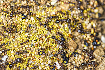 Biosphoto | 2621305 | Food-safe in the ant nest of Myrmica sp., Cévennes National Park, France. | &copy; Philippe Lebeaux / Biosphoto