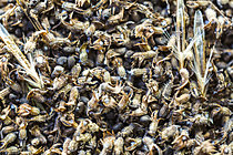 Biosphoto | 2621289 | Food-safe in the ant nest of Myrmica species, Cévennes National Park, France. | &copy; Philippe Lebeaux / Biosphoto