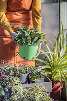 Biosphoto | 2440539 | Forçage d'une potée de fraisier en serre, pour une récolte en primeur. | &copy; Jean-Michel Groult / Biosphoto