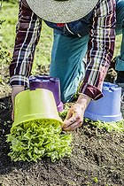 Biosphoto | 2452242 | Forcing of Chicory escarole (Cichorium endivia var. latifolium) in winter in order to etiolate the heart. | &copy; Jean-Michel Groult / Biosphoto