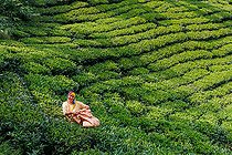 Biosphoto | 2584547 | Forest and tea plantation, on the slopes of the Himalayas , Destruction of the forest, a woman harvests tea leaves, rural municipality of Maijogmai in Ilam, Nayabazar, Nepal | &copy; Sylvain Cordier / Biosphoto