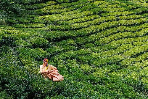 Biosphoto | 2584547 | Forest and tea plantation, on the slopes of the Himalayas , Destruction of the forest, a woman harvests tea leaves, rural municipality of Maijogmai in Ilam, Nayabazar, Nepal | &copy; Sylvain Cordier / Biosphoto