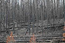 Biosphoto | 1248996 | Forest burned by a fire in Yellowstone NP USA | &copy; Jean-François Noblet / Biosphoto
