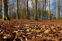 Biosphoto | 1175625 | Forest with leaf litter in autumn, Kiel, Schleswig-Holstein, Deutschland | &copy; Michael Dietrich / imageBROKER / Biosphoto