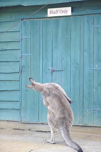 Biosphoto | 2071578 | Forester Kangaroo (Macropus giganteus tasmaniensis) front door, Tasmania, Australia | &copy; Régis Cavignaux / Biosphoto