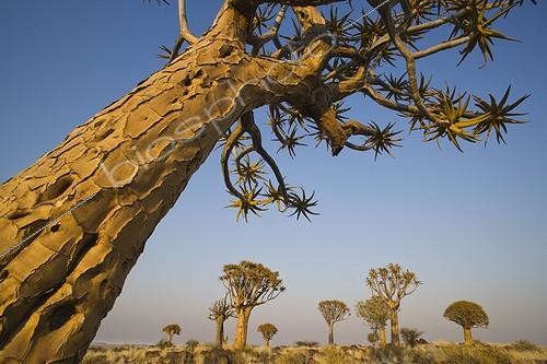 Biosphoto | 642751 | Forêt d'Arbres à carquois au lever du soleil Namibie | &copy; Theo Allofs / Biosphoto