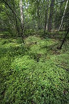 Biosphoto | 2544889 | Forêt de bouleaux sur des sphaignes près de l'Etang de Hanau. Réserve naturelle des rochers et tourbières du Pays de Bitche, Moselle, France | &copy; Jean-Philippe Delobelle / Biosphoto