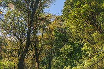 Biosphoto | 2584522 | Forêt de chênes moussus dans la zone sub-alpine, habitat du Panda roux, Parc national de Singalila, Himalaya, Népal | &copy; Sylvain Cordier / Biosphoto