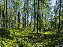 Biosphoto | 2621573 | Forêt de mélèzes (Larix decidua). Réserve naturelle de Warscheneck dans les Totes Gebirge (Massif Mort). Europe, Europe centrale, Autriche, Haute-Autriche, été. | &copy; Martin Zwick / Biosphoto
