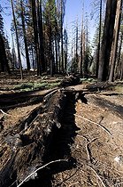 Biosphoto | 1250048 | Forêt de Pins à sucre après le feu Sequoia and Kings canyon | &copy; Daniel Heuclin / Biosphoto