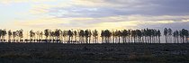 Biosphoto | 1251510 | Forêt des Landes sinistrée après la tempête Klaus de 2009 | &copy; Laurent Lhoté / Biosphoto