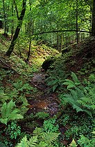 Biosphoto | 2403535 | Forêt du Stampfthal, réserve intégrale ONF, Parc naturel régional des Vosges du Nord, Alsace, France | &copy; Michel Rauch / Biosphoto