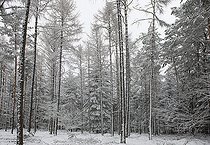 Biosphoto | 2462391 | Forêt d'épicéas (Picea abies) et de mélèzes (Larix decidua) enneigée, Parc naturel régional des Vosges du Nord, France | &copy; Michel Rauch / Biosphoto