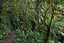 Biosphoto | 2621618 | Forêt pluviale et son sentier d'accès très mouillé. Mindo. Choco Andino Equateur. Amérique du sud | &copy; Brigitte Marcon / Biosphoto