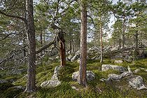 Biosphoto | 2553586 | Forêt primaire dans la Zone protégée de Laponie, Gällivare, Norrbottens län, Suède | &copy; Gerhard Zwerger-Schoner / imageBROKER / Biosphoto