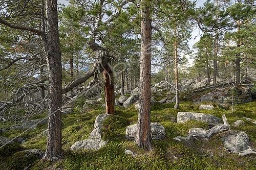 Biosphoto | 2553586 | Forêt primaire dans la Zone protégée de Laponie, Gällivare, Norrbottens län, Suède | &copy; Gerhard Zwerger-Schoner / imageBROKER / Biosphoto