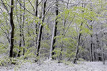 Biosphoto | 2394266 | Forêt vosgienne enneigée au printemps, nouvelles feuilles de hêtre sous une neige tardive, Parc naturel régional des Vosges du Nord, France | &copy; Michel Rauch / Biosphoto
