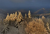 Biosphoto | 2394267 | Forêts enneigées, Wintersberg, Parc naturel régional des Vosges du Nord, France | &copy; Michel Rauch / Biosphoto