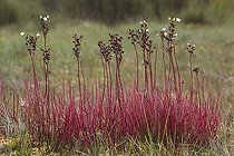 Biosphoto | 1493136 | Fork-leaved sundew (Drosera binata var dichotoma), North Island, New Zealand | &copy; Alessandra Sarti / imageBROKER / Biosphoto