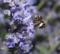 Biosphoto | 2411929 | Fork-tailed Flower-bee (Anthophora furcata) female on Catmint (Nepeta cataria), Regional Natural Park of Northern Vosges, France | &copy; Michel Rauch / Biosphoto