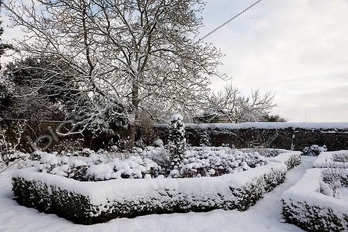 Biosphoto | 962614 | Formal garden and English walnut under snow in winter | &copy; NouN / Biosphoto