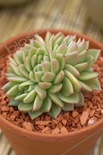 Biosphoto | 178668 | Forme fasciée d'Echéveria 'Cristata' | &copy; Jean-Michel Groult / Biosphoto