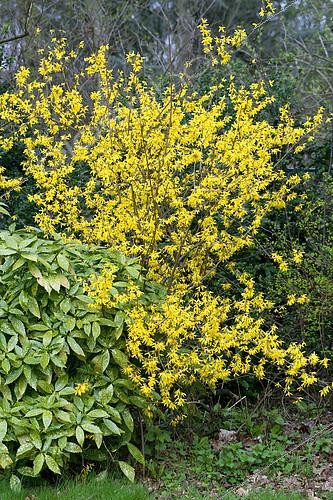 Biosphoto | 2142565 | Forsythia (Forsythia sp) en fleurs en hiver | &copy; Frédéric Didillon / Biosphoto