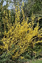 Biosphoto | 523912 | Forsythia in bloom in a garden | &copy; Frédéric Didillon / Biosphoto