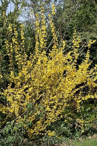 Biosphoto | 523912 | Forsythia in bloom in a garden | &copy; Frédéric Didillon / Biosphoto