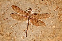 Biosphoto | 2443392 | Fossil Dragonfly - Cordulagomphus fenestratus - Lower Cretaceous - Brazil - 125 million years old - Araripe basin | &copy; John Cancalosi / Biosphoto