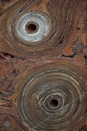 Biosphoto | 2443397 | Fossil Stromatolite - Conophytum basalticum - Cambrian - Australia - Katherine - Northern Territory | &copy; John Cancalosi / Biosphoto