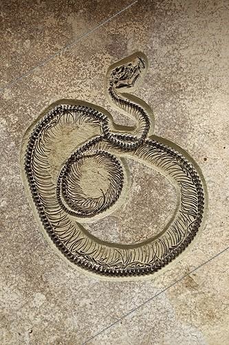 Biosphoto | 1219708 | Fossile de Serpent datant de l'Eocène Wyoming USA ; Eocène : 50 millions d'années. Spécimen aimablement prêté par GeoDécor, Tucson, Arizona. | &copy; John Cancalosi / Biosphoto