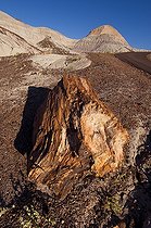 Biosphoto | 1250348 | Fossilized trunk Blue Mesa Badlands Petrified Forest Arizona | &copy; Daniel Heuclin / Biosphoto