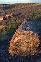 Biosphoto | 1250351 | Fossilized trunk Petrified Forest NP Arizona USA | &copy; Daniel Heuclin / Biosphoto