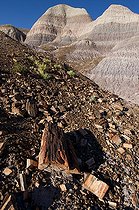 Biosphoto | 1250345 | Fossilized wood in Badlands Petrified Forest NP Arizona USA | &copy; Daniel Heuclin / Biosphoto