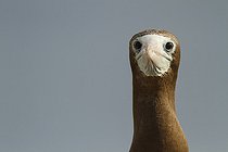 Biosphoto | 2395554 | Fou brun (Sula leucogaster) femelle, Isla Isabella, Nayarit, Mexique | &copy; Jack Chapman / Biosphoto