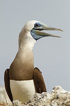 Biosphoto | 2395551 | Fou brun (Sula leucogaster) mâle, Isla Isabella, Nayarit, Mexique | &copy; Jack Chapman / Biosphoto