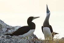 Biosphoto | 2395565 | Fou brun (Sula leucogaster) parade nuptiale, Isla Isabella, Nayarit, Mexique | &copy; Jack Chapman / Biosphoto
