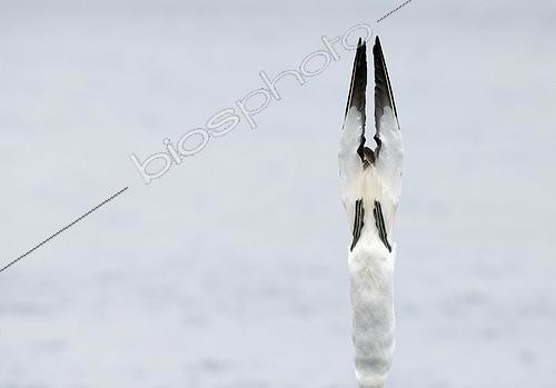 Biosphoto | 2025685 | Fou de Bassan plongeant - Shetland RU | &copy; Markus Varesvuo / Biosphoto