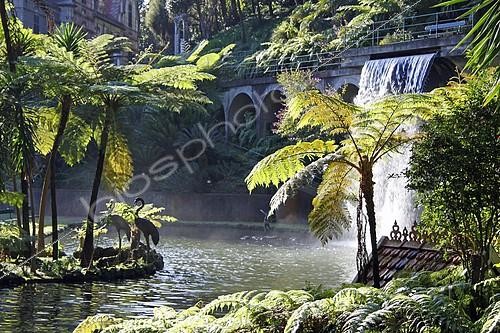 Biosphoto | 2101059 | Fougères arborescentes autour du grand bassin du Jardim Tropical Monte Palace, Fondation Jose Bernardo, Funchal, Madère | &copy; Maria Breuer / imageBROKER / Biosphoto