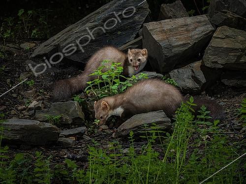 Biosphoto | 2608838 | Fouine (Martes foina), couple dans la forêt, Catalogne, Espagne | &copy; Ignacio Yufera / Biosphoto