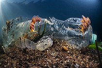 Biosphoto | 2563994 | Four-colour nudibranch (Godiva quadricolor) on a plastic bottle in Laguna Torrefumo, Mediterranean sea, Italy | &copy; Pasquale Vassallo / Biosphoto