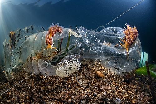 Biosphoto | 2563994 | Four-colour nudibranch (Godiva quadricolor) on a plastic bottle in Laguna Torrefumo, Mediterranean sea, Italy | &copy; Pasquale Vassallo / Biosphoto