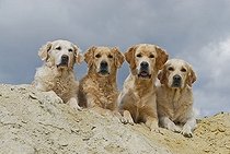 Biosphoto | 1186524 | Four Golden Retrievers lying in the sand | &copy; Picani / imageBROKER / Biosphoto